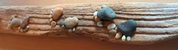 Stenfødder på bræt